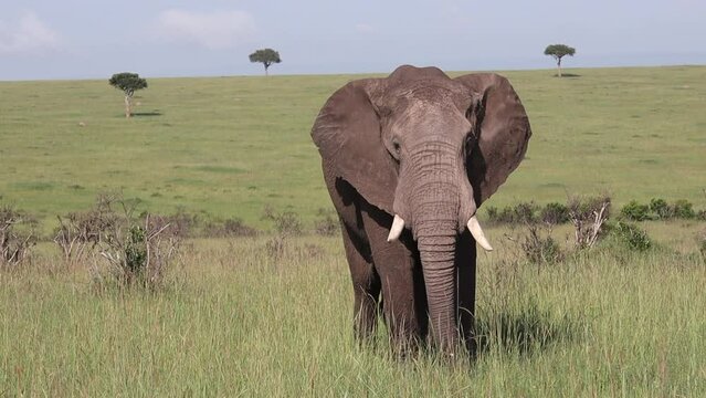 Afrikanischer Elefantenbulle in Steppe