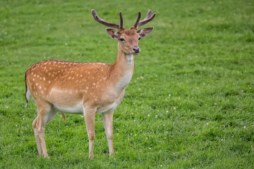 Fallow deer in a clearing