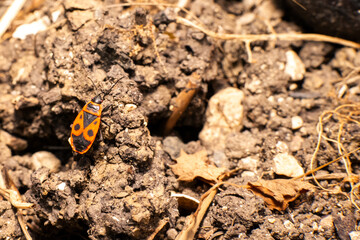 Fire bug or Pyrrhocoridae walks over earthy ground in home garden