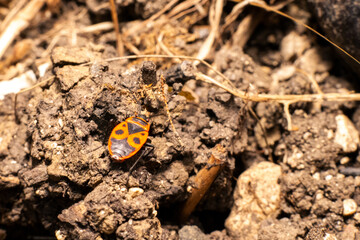 Fire bug or Pyrrhocoridae walks over earthy ground in home garden