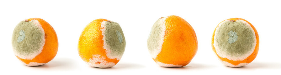 Rotting orange on a white background. Spoiled fruit - obrazy, fototapety, plakaty