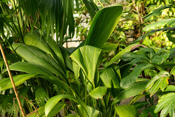 Obraz premium Palm grass or Curculigo Capitulata plant in Saint Gallen in Switzerland