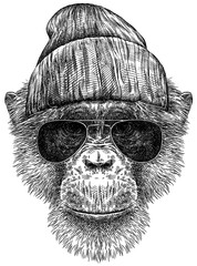 Vintage engraving isolated chimpanzee glasses dressed fashion set illustration chimp ink sketch. Monkey background primate silhouette sunglasses hipster hat art. Black and white hand drawn image