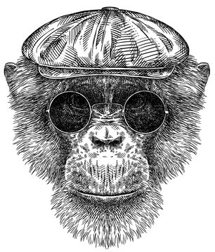 Vintage engraving isolated chimpanzee glasses dressed fashion set illustration chimp ink sketch. Monkey background primate silhouette sunglasses hipster hat art. Black and white hand drawn image