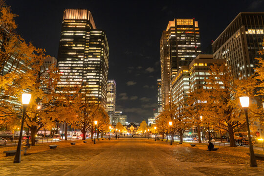 東京駅行幸通りの夜景　秋のイチョウ並木　Night view of Tokyo Station Gyoko-dori, lined with ginkgo trees in autumn