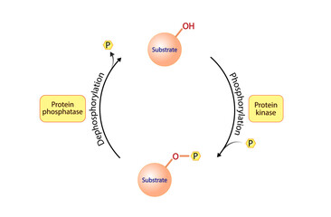Phosphorylation and Dephosphorylation. Protein kinase, an enzyme that transfer phosphate from ATP to a protein. Phosphatase, an enzyme that removes a phosphate group from the phosphorylated protein. - obrazy, fototapety, plakaty