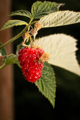 Close-up of a red raspberry or Rubus idaeus with a brown border bug or Coreus marginatus
