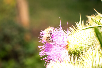 Honeybee on the pink flower of a curly thistle or Carduus crispus, the curly plumeless thistle or...