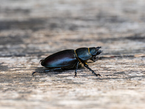 Female Lesser Stag Beetle on Wood