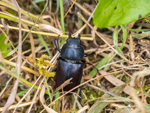 Female Lesser Stag Beetle in a Grass Meadow