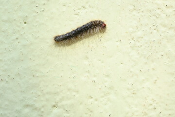Gypsy moth Lymantria dispar. close up macro a gypsy moth. Its whole body is covered with wool.  It eats green leaves in its food. Asian Gypsy Moth.