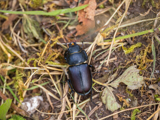 Female Lesser Stag Beetle in a Grass Meadow