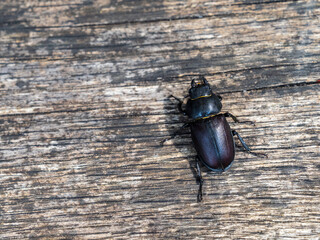 Female Lesser Stag Beetle on Wood