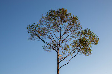 trees outdoors clear weather blue sky