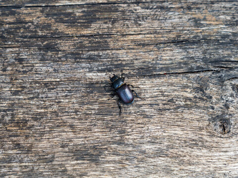 Female Lesser Stag Beetle on Wood