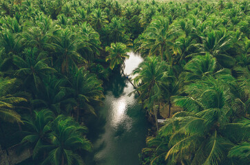 Palm tree jungle in the philippines. concept about wanderlust tropical travels. swinging on the...