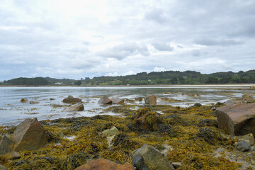 Algues à marée basse en Bretagne - France