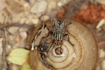 Close up The housefly insect on snail dead