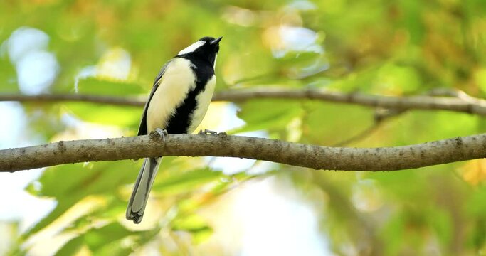 Japanese tit or Oriental tit on tree branch in a park.
