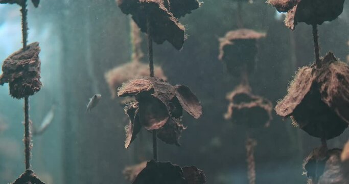 Oysters shells underwater on strings on blue sea water background, close up. Industrial cultivation of oysters in marine water reservoirs. Oyster mollusk farm. Mussel seafood farming in natural ocean