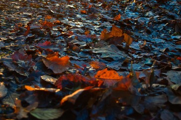 autumn leaves 