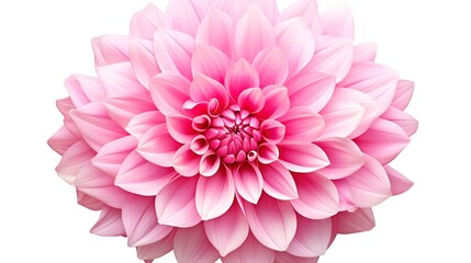 Spring sakura cherry blooming flowers bouquet. Isolated realistic pink petals, blossom, branches, leaves vector set. Design spring tree illustration