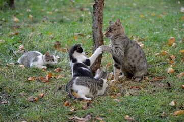 Mom cat plays with kittens on meadow