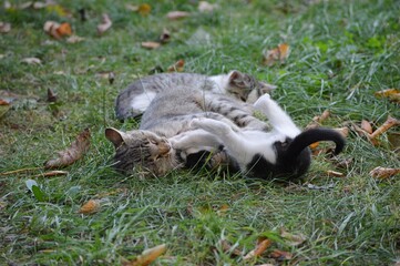Mom cat plays with kittens on meadow
