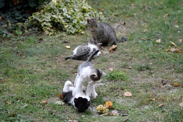 Mom cat plays with kittens on meadow