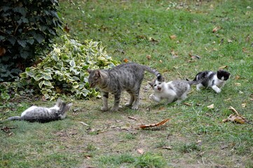 Naklejka na ściany i meble Mom cat plays with kittens on meadow