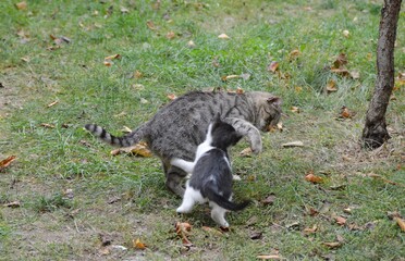 Mom cat plays with kittens on meadow