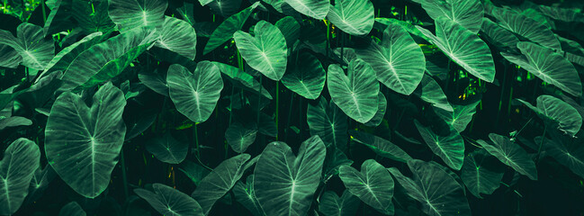Close up group of background tropical green leaves texture and abstract background. Tropical leaf...