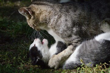 Mom cat plays with kittens on meadow