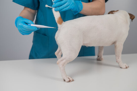A veterinarian measures a dog's temperature rectally with an electronic thermometer.