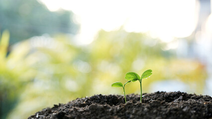 small plant sapling growing tree sprout closeup - obrazy, fototapety, plakaty