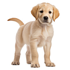 An innocent Golden Retriever puppy stands attentively, its soft fur and gentle eyes radiating pure cuteness on a white background.
