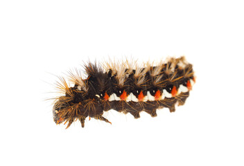 Knot-grass caterpillar isolated on white background, Acronicta rumicis