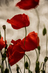 red poppies