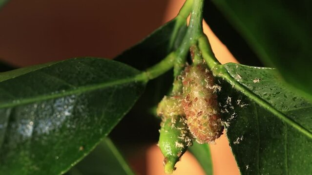 Close-up of lemon flower bud affected by aphids and mites.