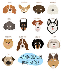 Set of faces of different breeds dogs. Pug, Chihuahua, Terrier, Dachshund, Husky, Poodle. Collection of dog heads. Hand drawn isolated vector illustration in doodle style on white background. - obrazy, fototapety, plakaty