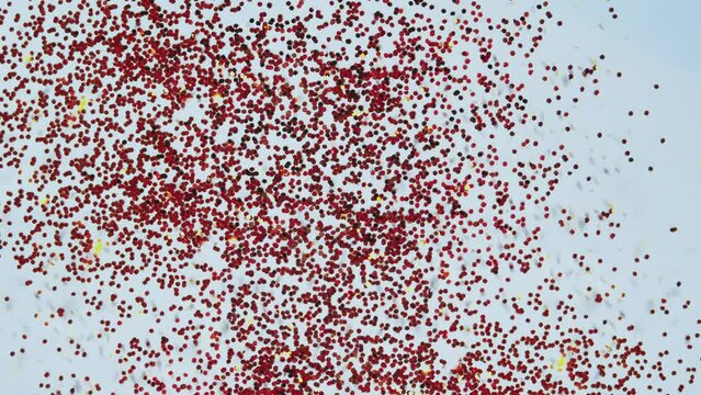 Red Confetti Particles Pack are falling on a White Background. Festive effects. Valentine s day,Wedding, Birthday, Celebration, Carnival, Party or Holiday, Anniversary, Women day.
