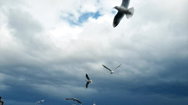 Flying seagulls above the sea near Fethiye in Turkey in rainy day. 4k video footage
