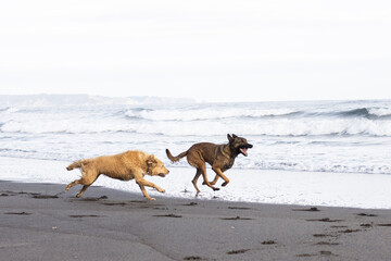belgian shepherd dog and border cross dog running on the beach