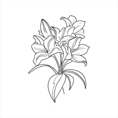 Lily flower line art with drawings isolated on a white background.vector lily flower and leaves line art.