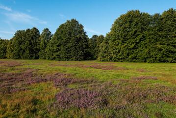 Obraz premium Herbst in Järavallen in Schweden