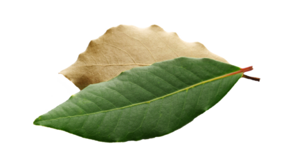 Fresh green and dry yellow bay leaf isolated on white