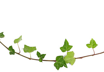 Devil's ivy twig, branch with leaves, ceylon creeper foliage isolated on white background, clipping path, hedera helix - obrazy, fototapety, plakaty
