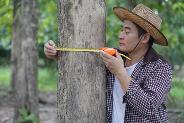 Asian man botainst  use measuring tape to measure trunk of tree. Analysis and research about growth...