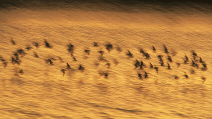 Dunlin migration at Snettisham coast at sunset