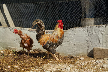 gallo y gallina, tomando el sol en su corral, pasean en una mañana despejada